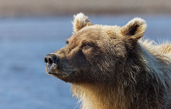 Jones, Adam 아티스트의 Grizzly bear close-up-Lake Clark National Park and Preserve-Alaska작품입니다.